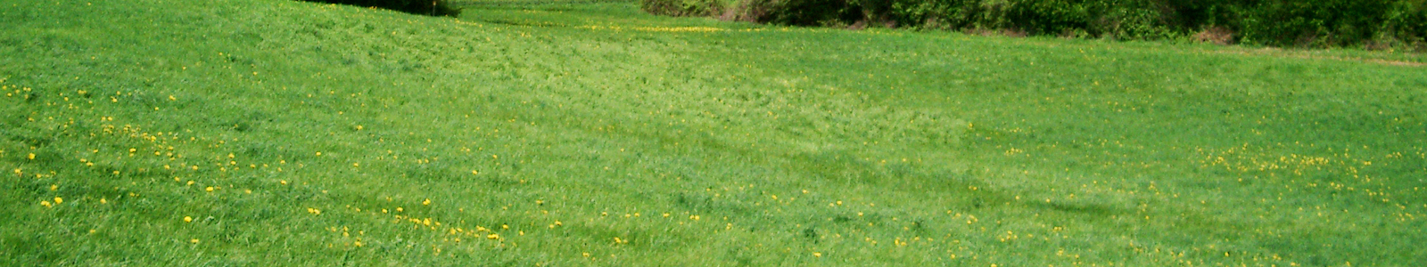 Wiese mit Butterblumen ©DLR